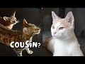 Our cats meet their cat cousin for the first time | Ep 25