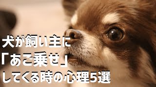 【わんこの豆知識】犬が飼い主に「あご乗せ」してくる時の心理5選