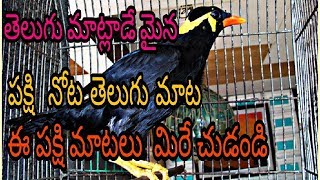 Telugu Talking Mynah bird - తెలుగు మాట్లాడే మైన ...పక్షి నోట తెలుగు మాట