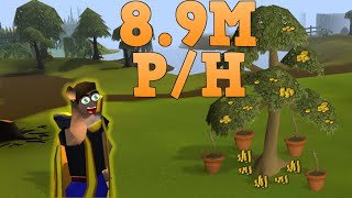 8.9M Per Hour, Money Does Grow On Trees In This OSRS Epic 2021 Money Making guide!
