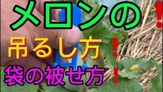 網目が形成するまでに❗️吊し上げと❗️袋被せ❗️