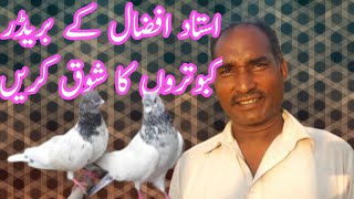 Enjoy flying pigeons | Ustad Afzal Bhai pigeons