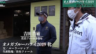 【スージーテイラー(オメガブルーハワイ2019)】_社台ファーム現地視察_2020年10月15日撮影