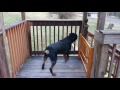 Vicious rottweiler