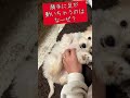 勝手に足が動いちゃうやつ mix犬 パピー ビションフリーゼ ミニチュアダックスフンド 成長記録 shorts shortvideo