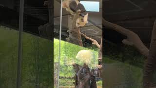 パンダパンダ🐼🐼Panda Twins and Parents in Ueno Zoo