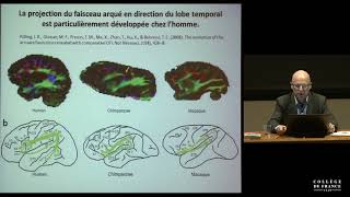 Représentation cérébrale des structures linguistiques (4) - Stanislas Dehaene (2015-2016)
