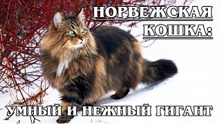 НОРВЕЖСКАЯ ЛЕСНАЯ КОШКА: Умнейшая кошка викингов | Интересные факты про породы кошек