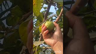 আমাদের গাছের পেয়ারা #guava #shorts #nature