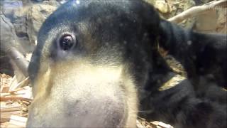 201212 Sun Bear #02