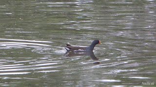 【越辺川探鳥】バン、イワツバメ、カイツブリの抱卵、カルガモ。2024/4/21