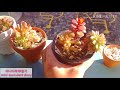 사무실의 미니 다육이들도 물이들었어요^^ office succulents turn red