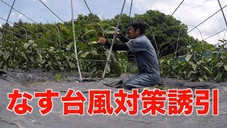 なすの台風対策#119