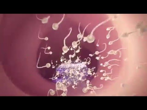 Conception explained Conception explained