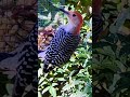 Red-bellied Woodpecker #wildlifebirding #nature #Woodpecker