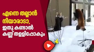 എന്നെ തല്ലാന്‍ നീയാരാടാ, ഇതു കണ്ടാല്‍ കണ്ണ് തളളിപ്പോകും | Red Panda Fighting | Viral Video