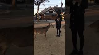 会鞠躬讨喜的日本奈良小鹿