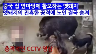 중국, 노인을 노린 멧돼지의 잔혹한 공격, CCTV 영상 공개!