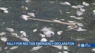 'This is an emergency': Pinellas County residents call for change in state's response to red tide