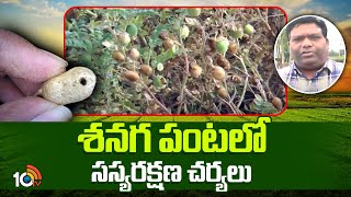 శనగ పంటలో సస్యరక్షణ చర్యలు | Crop protection measures in bean crop | Matti Manishi | 10TV