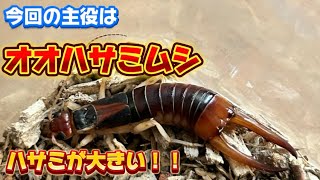 【発見！】ハサミが巨大なオオハサミムシの迫力に感動！#オオハサミムシ