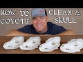 HOW TO CLEAN A COYOTE SKULL