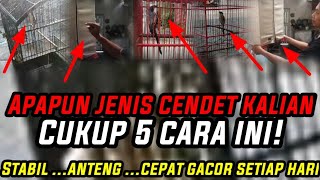 5 CARA PRAKTIS CENDET CEPAT GACOR STABIL SETIAP HARI‼️