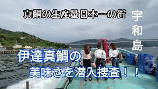 【鯛養殖】ブランド鯛の伊達真鯛の美味さに迫る【宇和島】