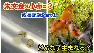 金魚が産卵していたので、稚魚を育ててみた。朱文金と小赤の交雑【成長記録】Part.１