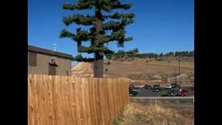 Cellphone tower disguised as a tree along Interstate 70 just west of Denver, Colorado