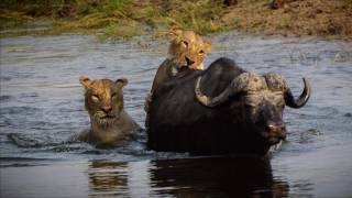 Chobe National Park - Lions attack Buffalo - Oct 10, 2016