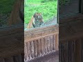 Tiger 4 at Banham Zoo