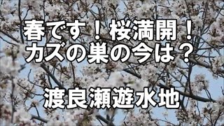 春！桜満開！　カズの巣の今　渡良瀬遊水地