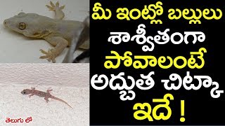 మీ ఇంట్లో బల్లులు శాశ్వితంగా పోవాలంటే అద్బుత చిట్కా ఇదే ! || ballulu povalante chitkalu