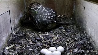 Little Owl (Athene noctua): Overview BeleefdeDeLente 2024