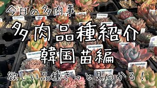 【多肉植物】品種紹介！韓国苗編