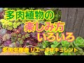 【多肉植物】【ガーデニング】多肉植物の楽しみ方‼️いろいろ(笑)2023年3月16日