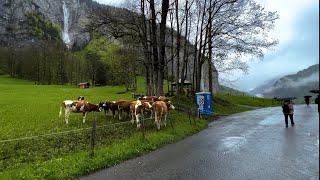 Lauterbrunnen 4K Rainy  - Switzerland