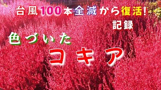 【色づいたコキア】大型台風で水に浸かった畑！倒れた100本のコキア！最後まで残った紅葉の美しいコキア！こぼれ種からの記録！