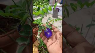 అందమైన శంఖు పుష్పం #swaraga kokila videos #plants #share #tranding #yt #shorts #viral