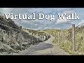 Dog Walk TV : TV for Dogs - Virtual Dog Walk at The Beach