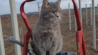 Виноградник.  Будівництво шпалери.