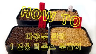 파종 화분 관리,  Sowing pot management, 1년생 리톱스 분갈이 방법, 발아 후 공중뿌리 정리하는 법, 마감프, 뿌리파리 약 사용법