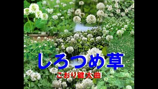 しろつめ草　　　こおり健太曲　　　        君津歌之助