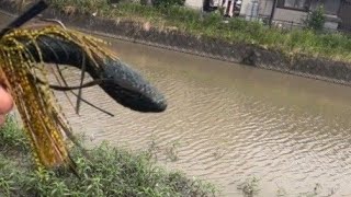 トニーの馴染みのクリーク釣行❗️前編　このルアーを使うと○○が釣れるよ！  福岡県