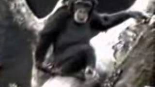 Chimp faints from his own stink