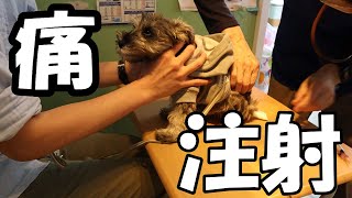 【ミニチュアシュナウザー】はじめての動物病院～注射を打ったら…！【mini schnauzer】