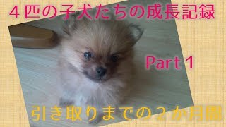 ポメラニアン・子犬成長記録 2014 Part1