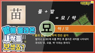 [하루한자] 모, 싹 苗 묘 |  밭에 올라온 새싹들 보셨죠?