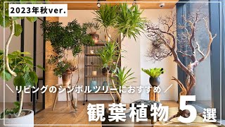 【2023年秋ver】インテリア好きのリビングにおすすめ観葉植物5選！